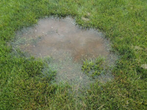 A puddle in a yard.